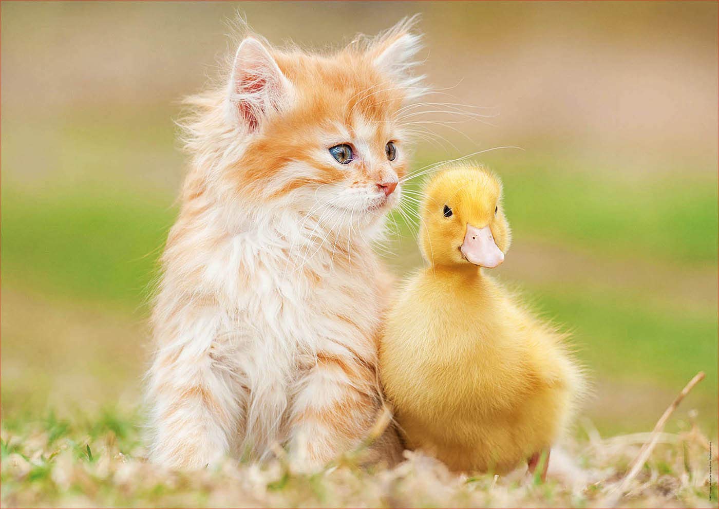 educa-18467-niedliche-freunde-500-teile-puzzle-katzenbaby-ente image 2