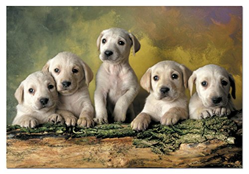 educa-14802-baby-labradors-puzzle-500-teile-hunde image 4