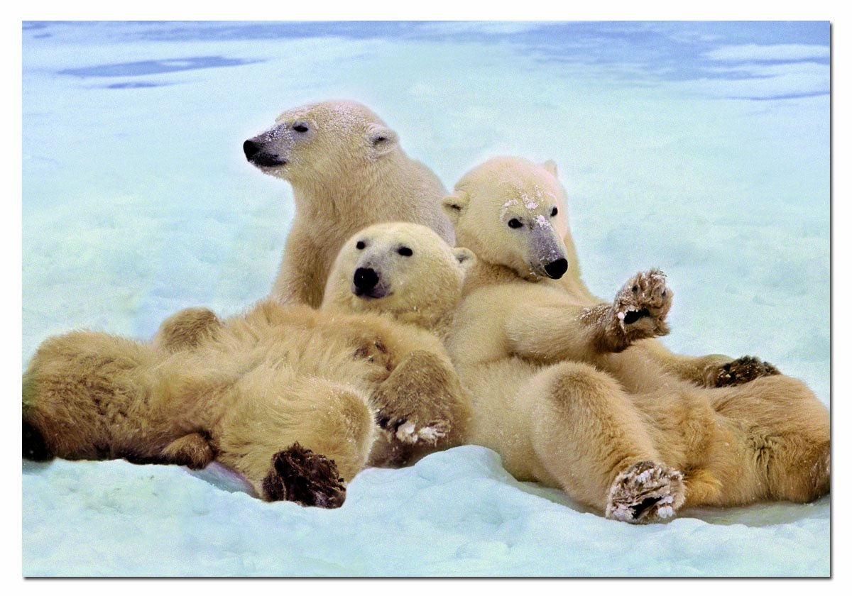 educa-eisb-ren-puzzle-500-teile-48x34-cm-tiermotiv image 1
