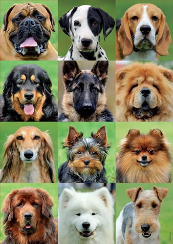 educa-hundecollage-17963-puzzle-500-teile-hunde-ab-10-jahren image 5