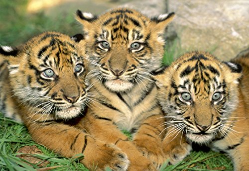 educa-15965-tigerbabies-500-teile-puzzle-tigerbabys image 4