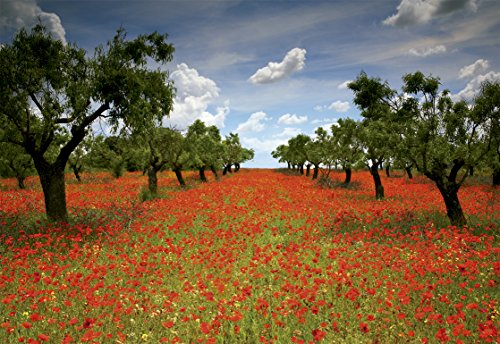 educa-15992-mohnfeld-puzzle-1000-teile-landschaft image 4
