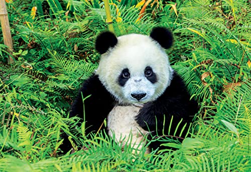 educa-17082-panda-bear-puzzle-500-teile-48x34-cm image 6