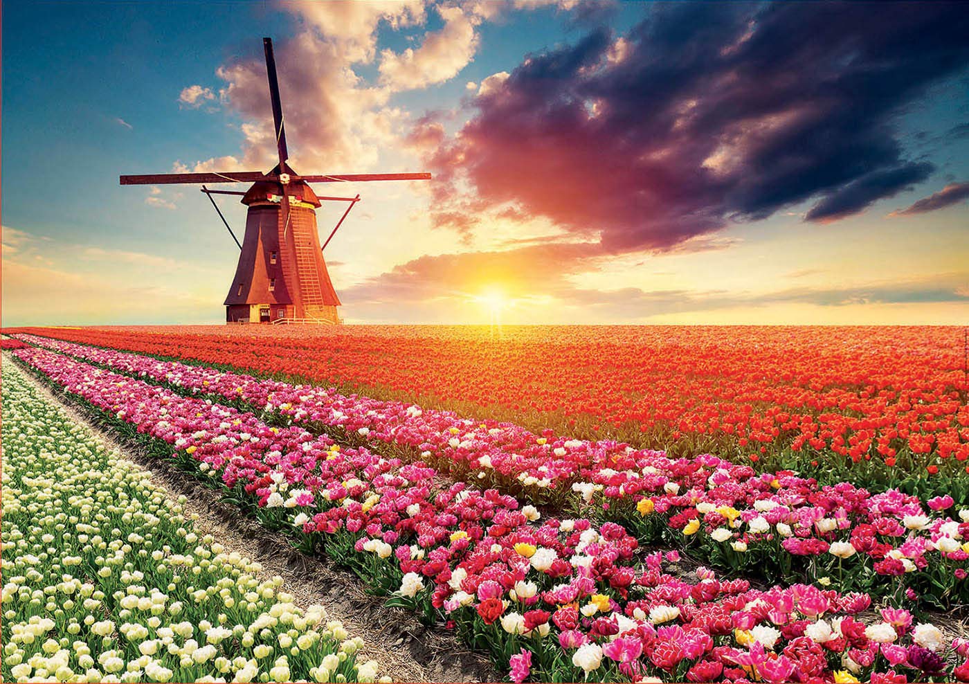 educa-tulpen-landschaft-18465-puzzle-1500-teile-holland image 2