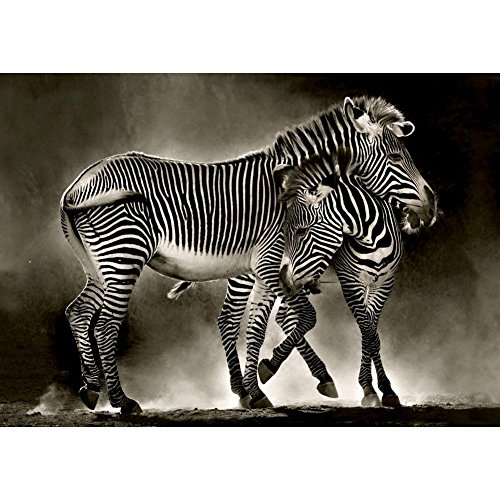educa-16359-zebras-puzzle-500-teile-tiermotiv image 4