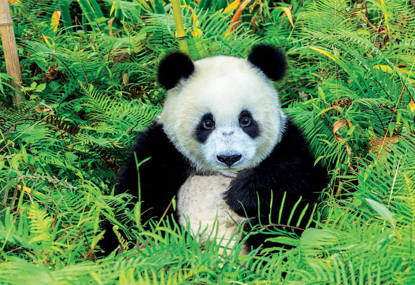 educa-17082-panda-bear-puzzle-500-teile-48x34-cm image 2