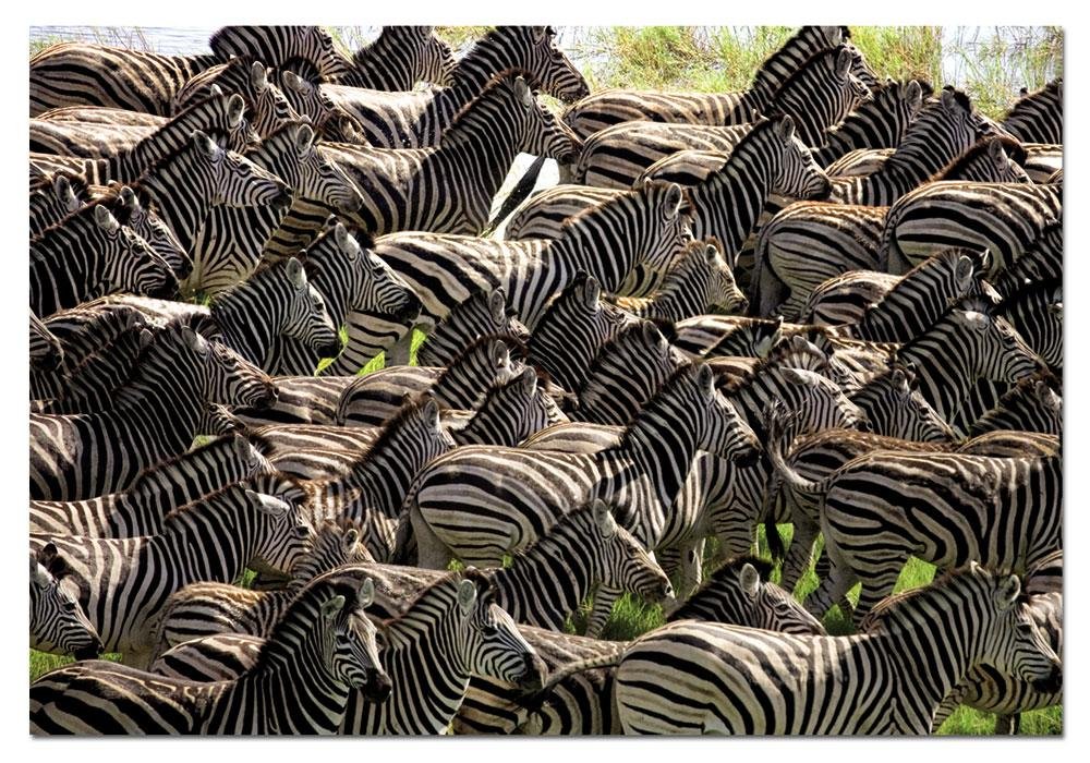 educa-zebra-manada-puzzle-500-teile-tiermotiv image 1
