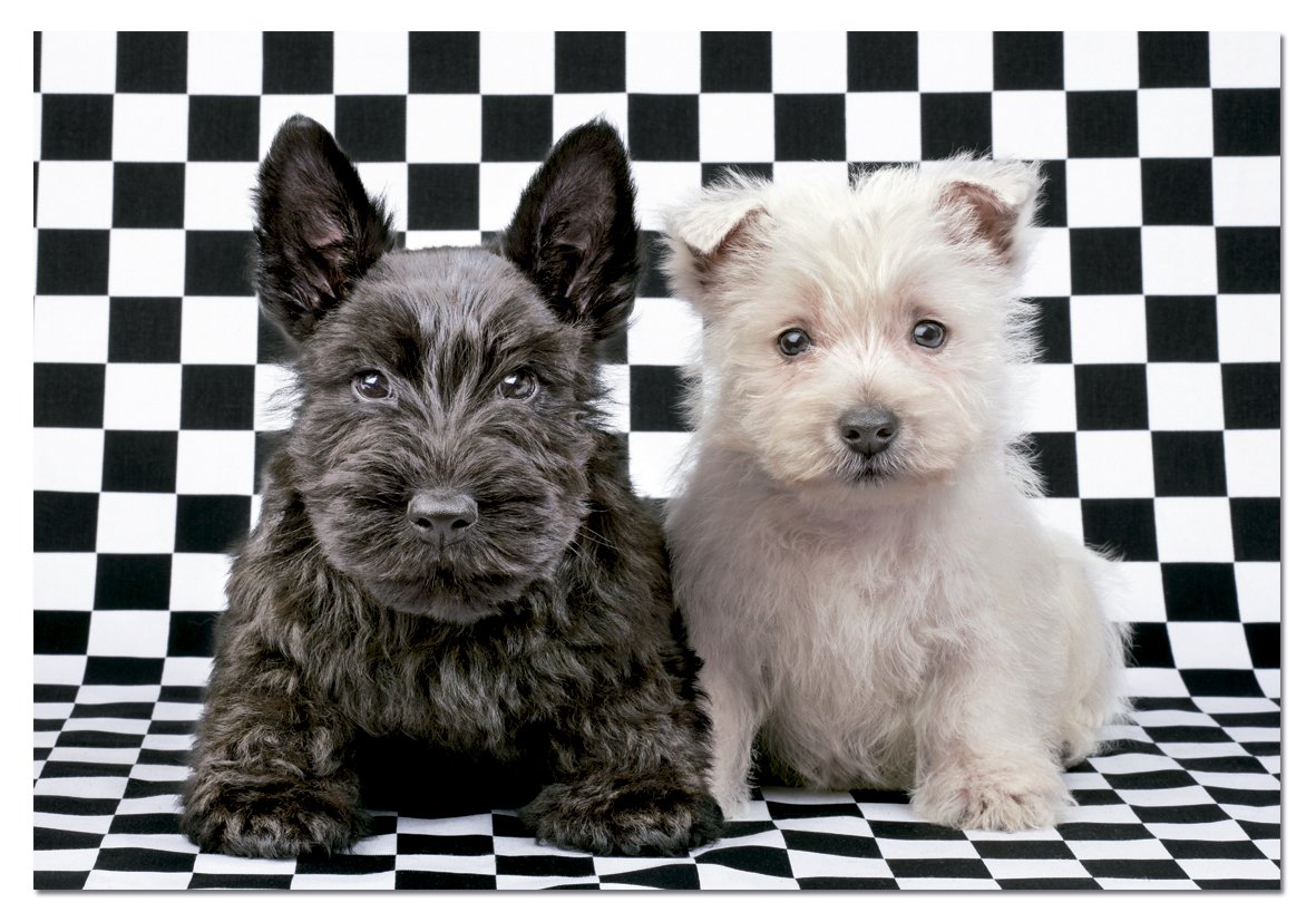 educa-15508-karierte-terrier-puzzle-500-teile-48x34-cm image 2