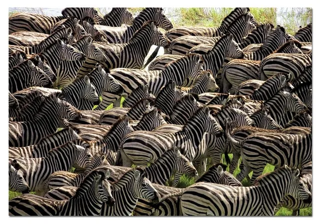 educa-zebra-manada-puzzle-500-teile-tiermotiv image 1