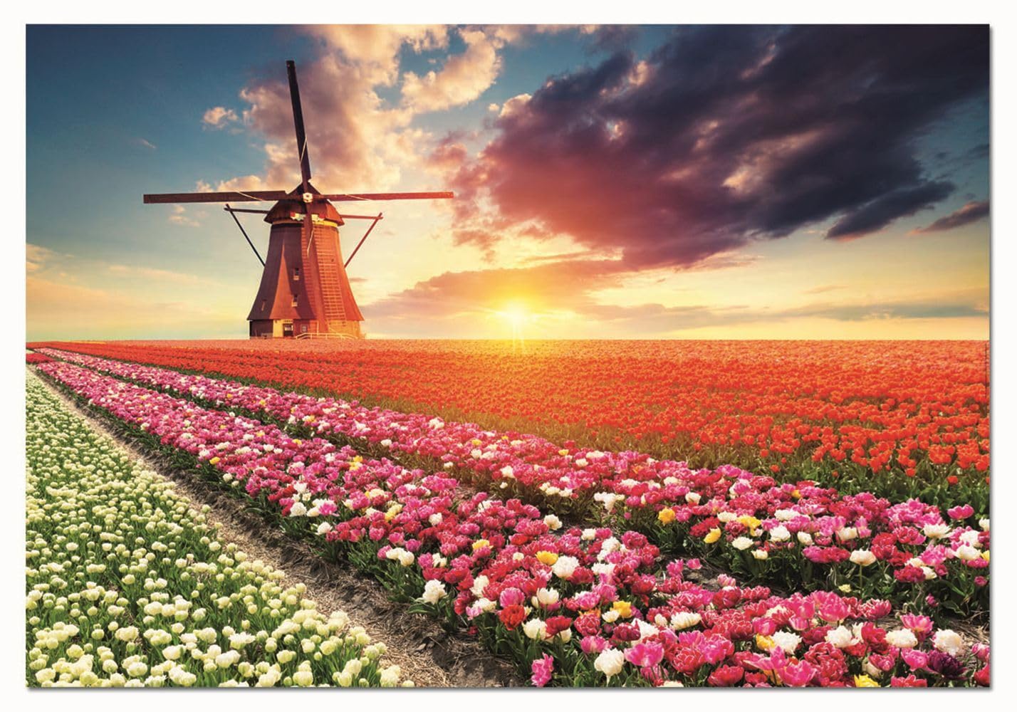 educa-tulpen-landschaft-18465-puzzle-1500-teile-holland image 7