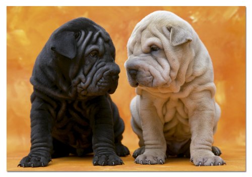 educa-su-sse-welpen-puzzle-500-teile-hunde image 2
