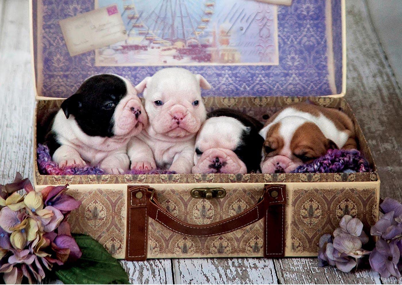 educa-welpen-im-koffer-puzzle-500-teile-bulldogge-19007 image 2