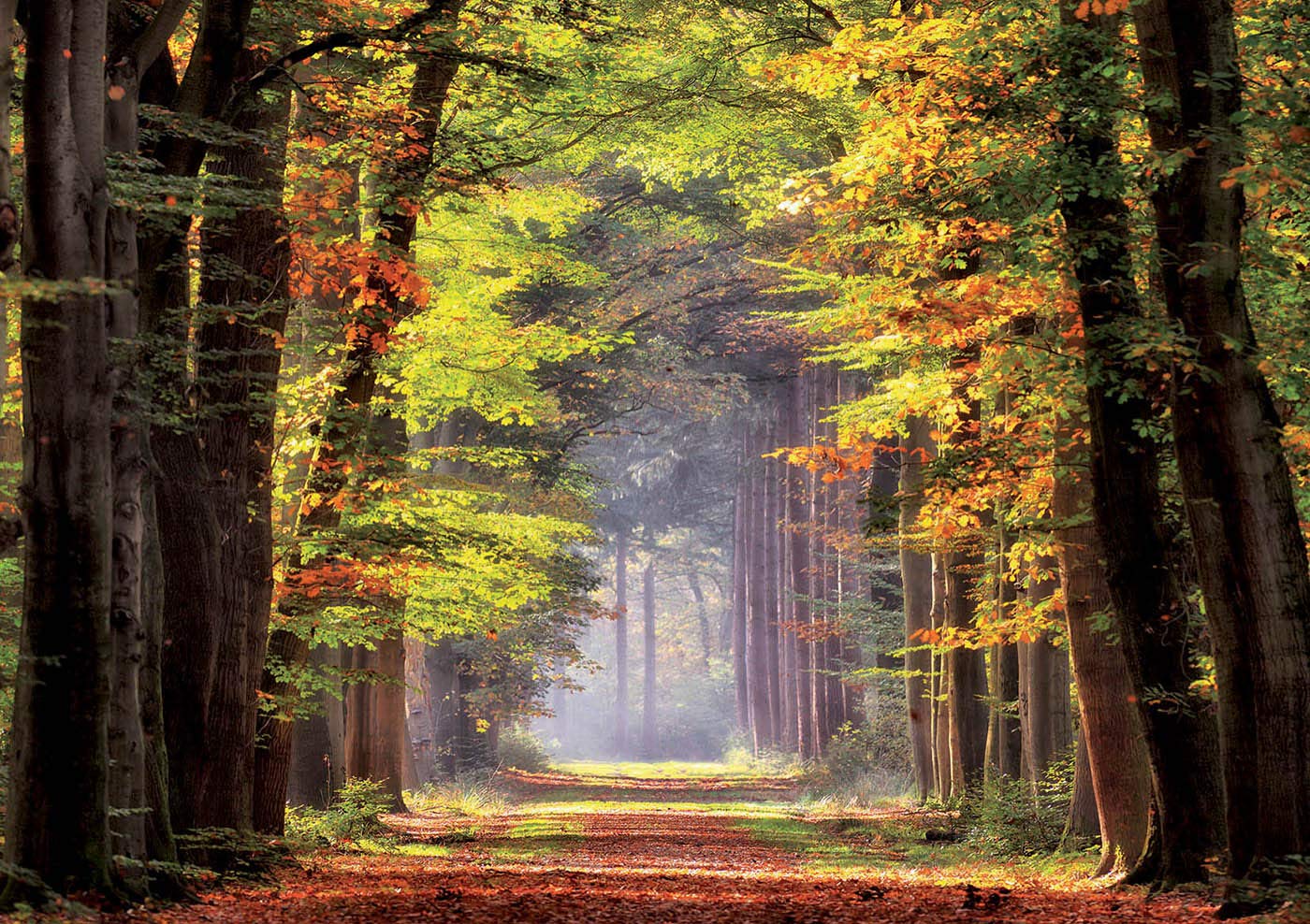 educa-herbstwald-19021-puzzle-1000-teile-landschaft image 2